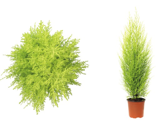 Zwei Chamaecyparis lawsoniana Columnaris Gold Pflanzen, eine von oben und eine in einem Topf