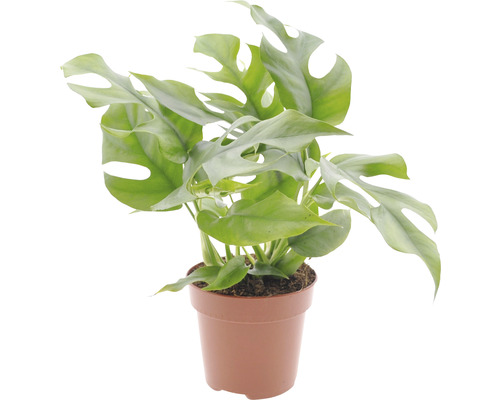 Fensterblatt FloraSelf Monstera minima H 15-30 cm Ø 12 cm Topf