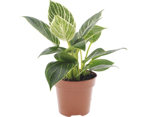 Philodendron FloraSelf Philodendron «White Wave» H 20-30 cm pot Ø 12 cm