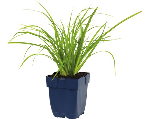 Herbe ornementale en pot