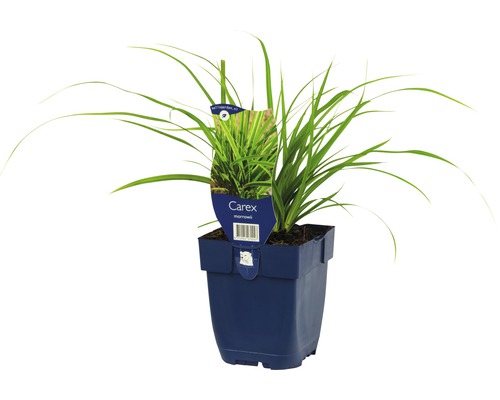 Carex plante graminée en pot