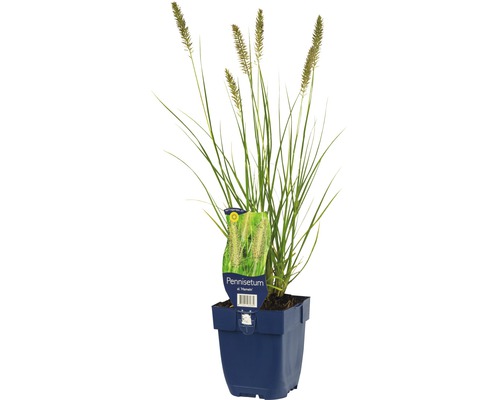 Herbe aux écouvillons FloraSelf Pennisetum alopecuroides 'Hameln' h 5-60 cm Co 0,5 l Herbe aux écouvillons FloraSelf Pennisetum alopecuroides 'Hameln' h 5-60 cm Co 0,5 l