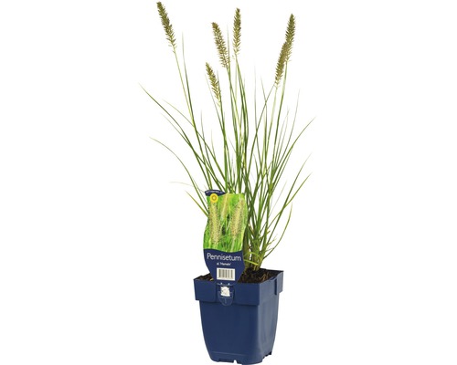 Herbe aux écouvillons FloraSelf Pennisetum alopecuroides 'Hameln' h 5-60 cm Co 0,5 l