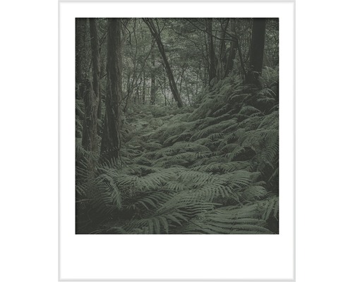 Image encadrée de fougères dans la forêt