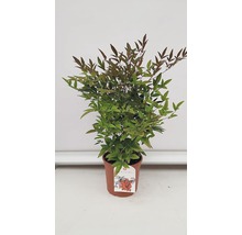 Nandina forme naine en pot