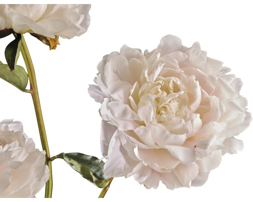 Gros plan de fleurs de pivoine