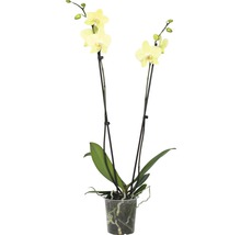 Schmetterlingsorchidee FloraSelf Phalaenopsis multiflora H 55-70 cm Ø 12 cm Topf 2 Rispen versch. Farben-thumb-1