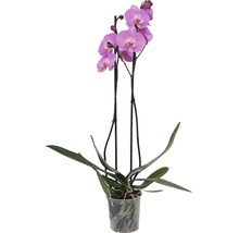 Schmetterlingsorchidee FloraSelf Phalaenopsis multiflora H 55-70 cm Ø 12 cm Topf 2 Rispen versch. Farben-thumb-2