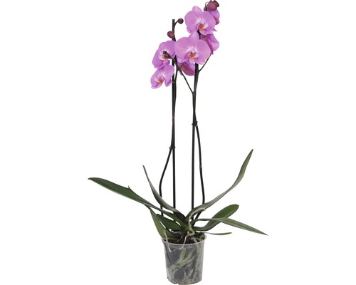 Orchidée papillon FloraSelf Phalaenopsis multiflora H 55-70 cm pot de Ø 12 cm 2 panicules