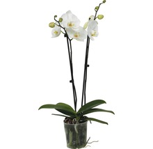 Schmetterlingsorchidee FloraSelf Phalaenopsis multiflora H 55-70 cm Ø 12 cm Topf 2 Rispen versch. Farben-thumb-3