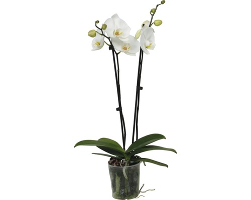 Orchidée blanche en pot