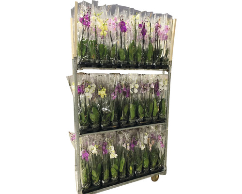 Schmetterlingsorchidee FloraSelf Phalaenopsis multiflora H 55-70 cm Ø 12 cm Topf 2 Rispen versch. Farben Schmetterlingsorchidee FloraSelf Phalaenopsis multiflora H 55-70 cm Ø 12 cm Topf 2 Rispen versch. Farben