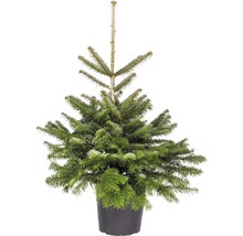 Sapin de Nordmann en pot