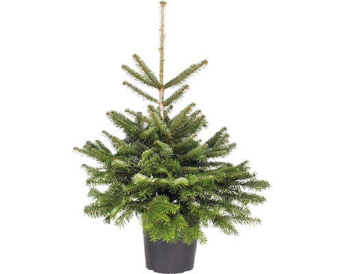 Nordmanntanne H 80-100 cm, Weihnachtsbaum zur Pflanzung geeignet Co 7,5 L