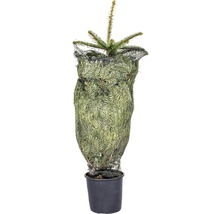 Sapin de Nordmann en pot avec filet