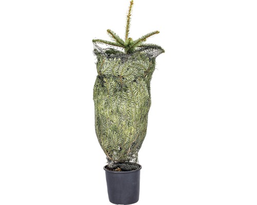 Sapin de Nordmann en pot avec filet