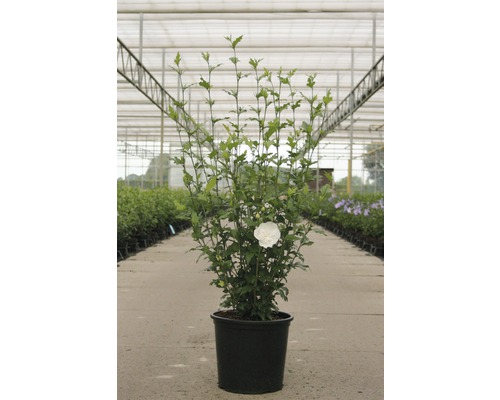 Hibiskus im Topf mit weisser Blüte
