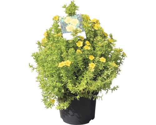Potentille arbustive jaune en pot