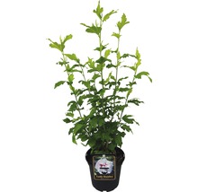 Hibiscus Lady Stanley en pot