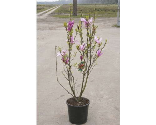 Magnolienbaum im Topf mit rosa Blüten.