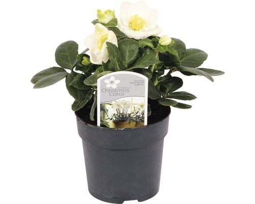 Hellébore, rose de Noël FloraSelf Helleborus niger 'Christmas Carol' pot Ø 9 cm Hellébore Christmas Carol en pot