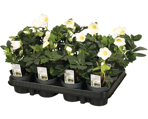 Barquette de plants d''hellébores avec fleurs blanches et feuilles vertes