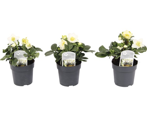 Trois hellébores en pots