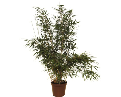 Gartenbambus Campbell 80-100 cm