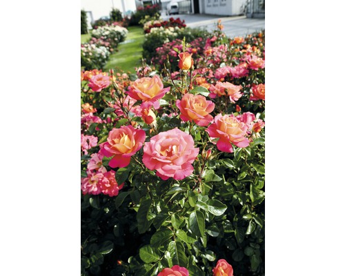 Beetrose FloraSelf® Rosa 'Shanty®' 20-70 cm