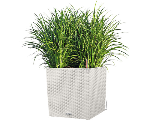 Hohes Gras in einem quadratischen Pflanzgefäß