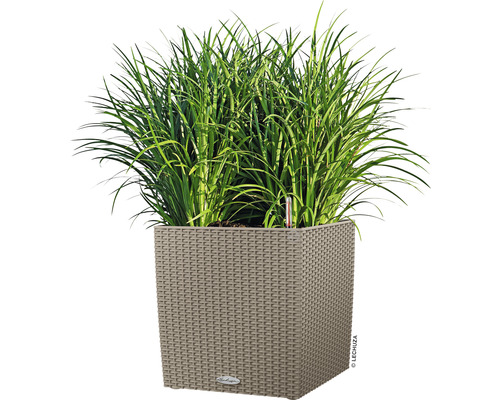 Quadratischer Pflanzkübel mit Bepflanzung