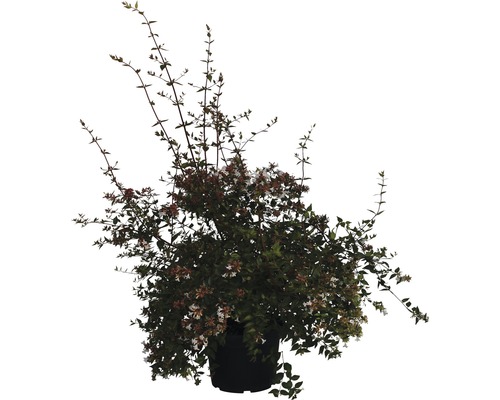 Abelia FloraSelf 50-60 cm