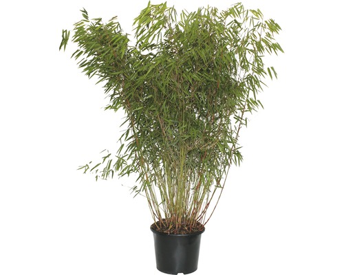 Bambou FloraSelf Asian Wonder 125-150 cm