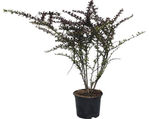 Épine-vinette de Thunberg rouge FloraSelf Atropurpurea 50-60 cm