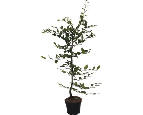 Charme commun FloraSelf 60-80 cm Orme de Sibérie du Japon en pot