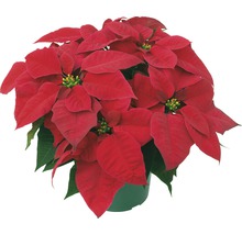 Weihnachtsstern im Topf