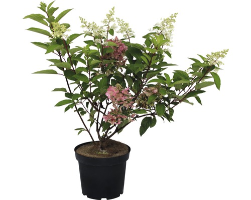 Hortensia paniculé FloraSelf Pinky Winky®, 60-80 cm
