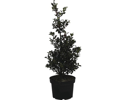 Stechpalme im Topf für den Garten.