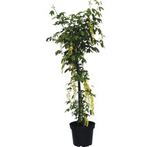 Goldregen im Topf mit gelben Blüten und grünen Blättern