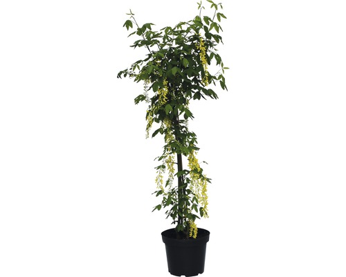 Goldregen im Topf mit gelben Blüten und grünen Blättern