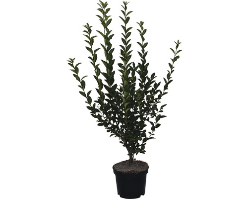 Troène de Californie FloraSelf 60-80 cm Lierre cultivé en pot comme plante de haie