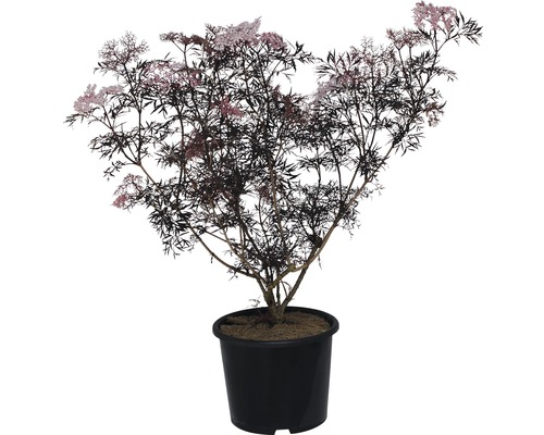 Schwarzer Holunder im Topf mit rosa Blüten