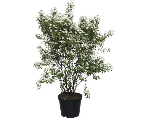 Spirée fleurie en pot