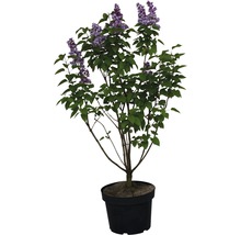Lilas en fleurs en pot