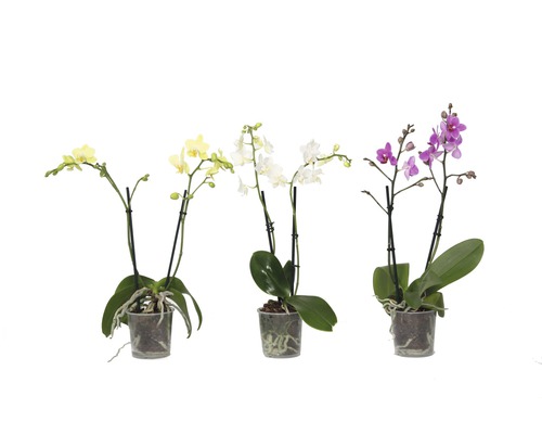 Trois mini-orchidées en pot