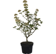 Cornouiller du Japon en pot