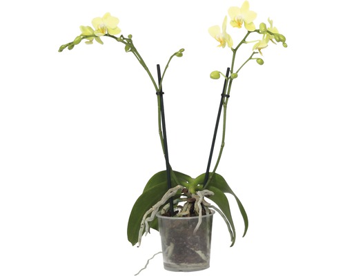 Schmetterlingsorchidee FloraSelf Phalaenopsis multiflora H 35-45 cm Ø 9 cm Topf 2 Rispen versch. Farben