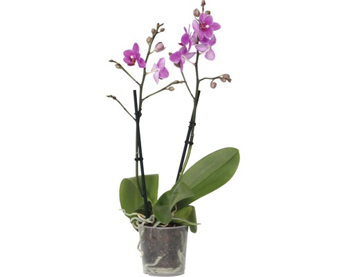 Mini-orchidée en pot avec fleurs violettes