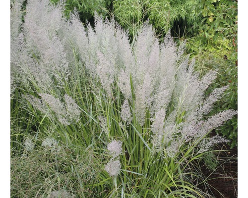 Chinaschilf im Garten