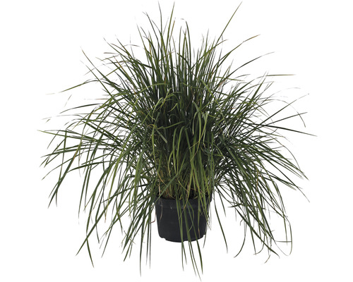 Reitgras FloraSelf Calamagrostis x acutiflora 'Karl Foerster' H 10- 60 cm Co 3 L Ziergras im Topf für den Garten